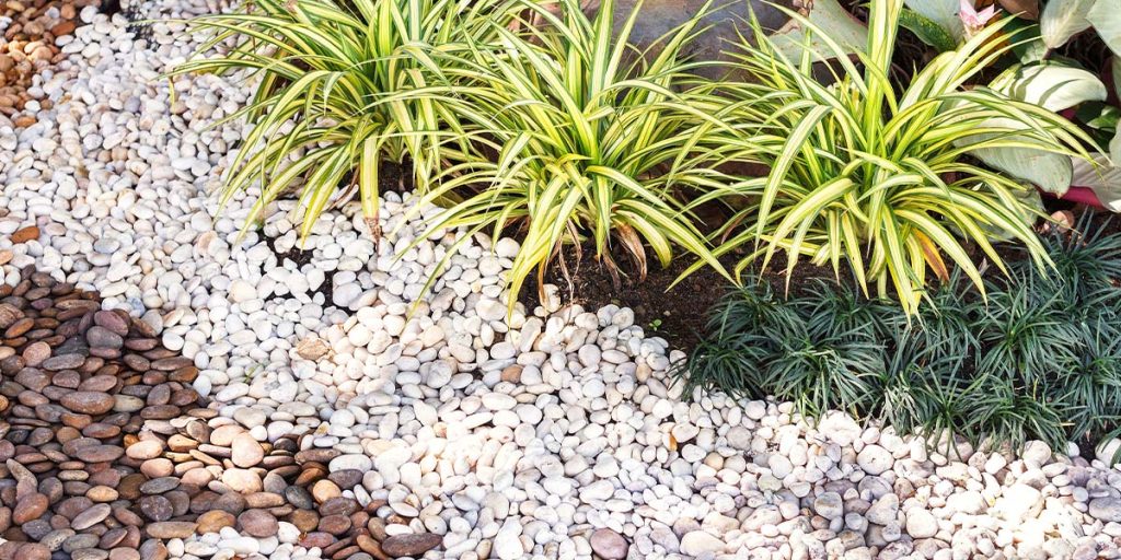 This is an overhead image of green landscaping plants and rocks.