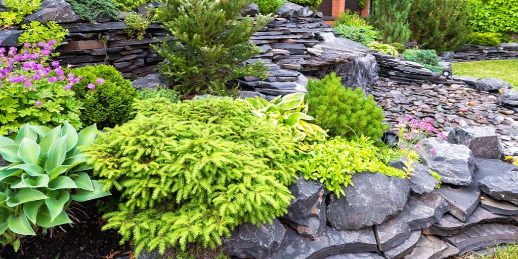 This is a picture of landscaping plants and flat landscaping rocks.