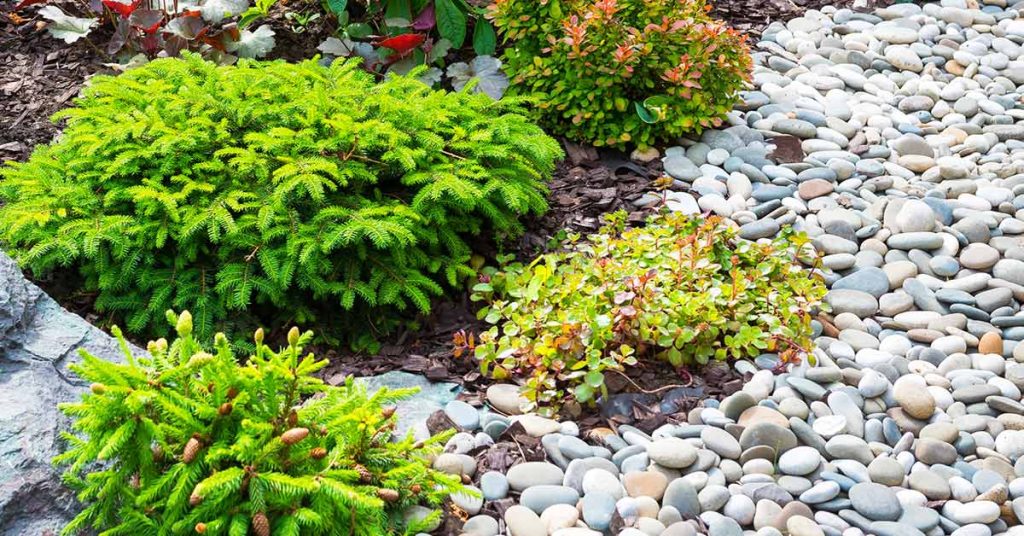 This is a picture of several landscaping plants which a walkway made out of river rock.