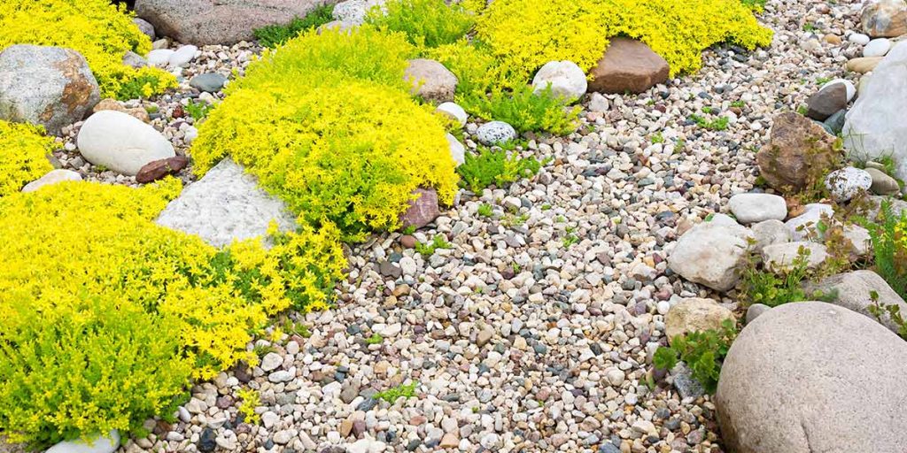 This picture shows a gravel pathway surrounded by yellow and green landscaping plants for ground cover.