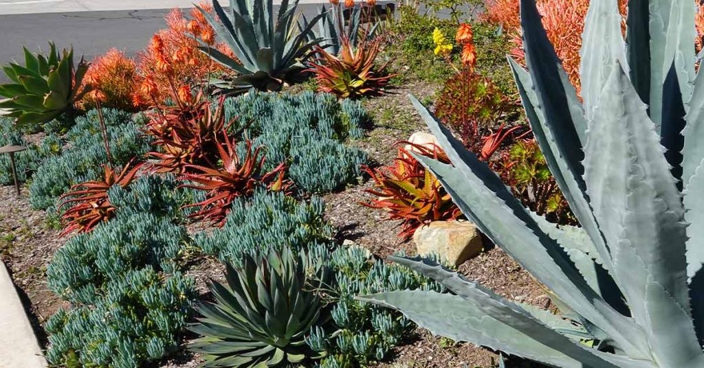 This is a sparse planting of landscape with stone border materials in Atlanta.